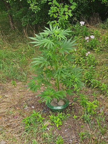 Growreport Bild 6