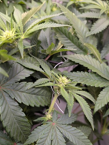 PXL_20250723_161415603.RAW-01.COVER