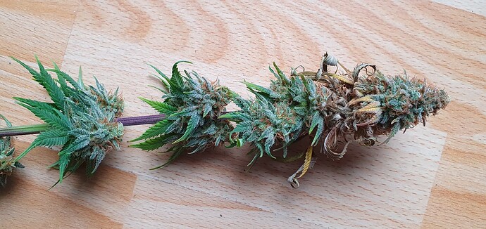 Growreport Bild 3