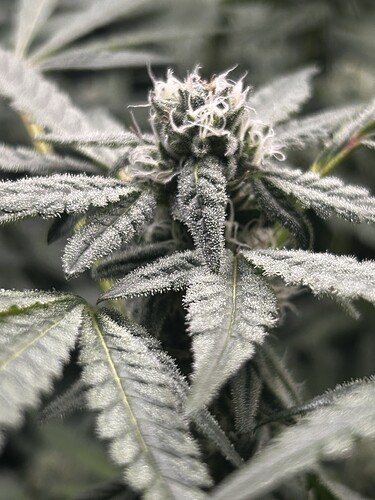 Growreport Bild 51