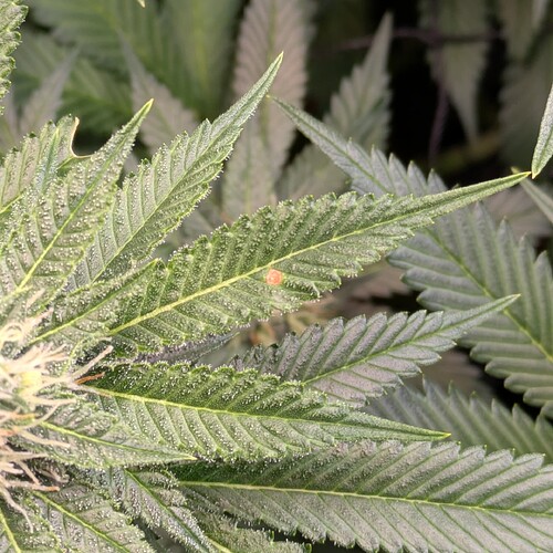Growreport Bild 10