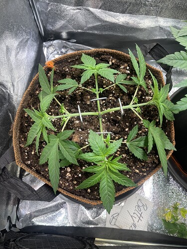 Growreport Bild 28