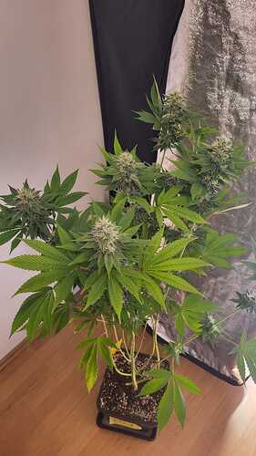 Eine Oreoz-Cannabispflanze in der Blütephase, die in einem schwarzen Topf steht.