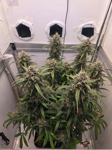 Growreport Bild 1