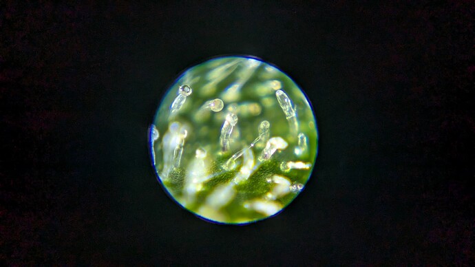 PXL_20240824_084345555