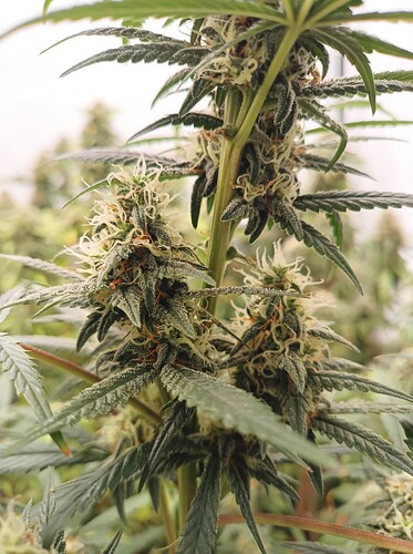 Growreport Bild 47