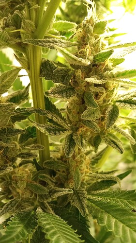Growreport Bild 29