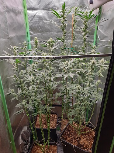 Growreport Bild 1