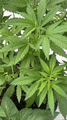 Growreport Bild 4