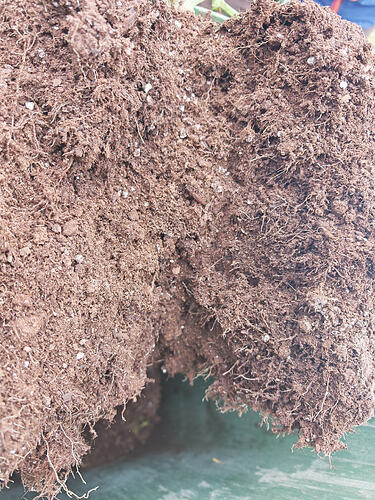 Growreport Bild 5