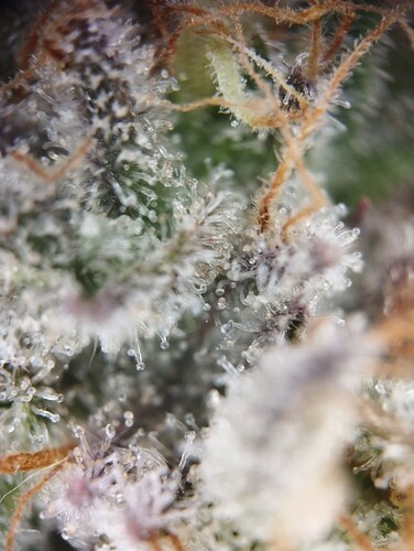 IMG_20250303_164033 - Kopie