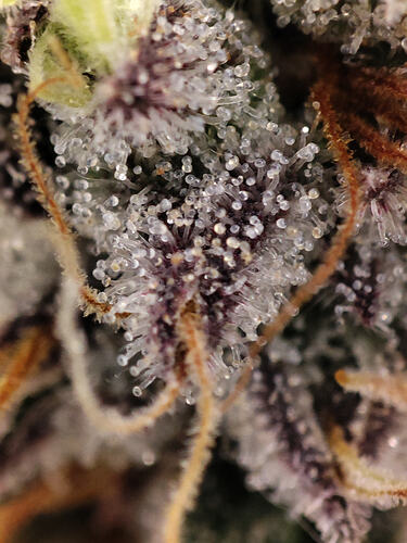 Growreport Bild 83