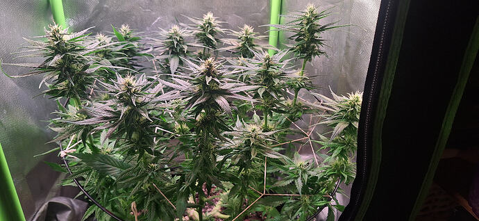 Growreport Bild 2