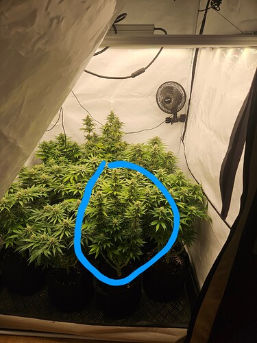 Growreport Bild 6