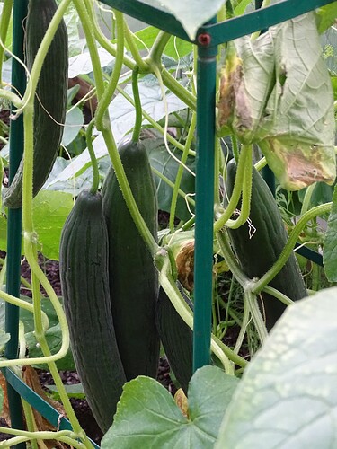 Growreport Bild 32