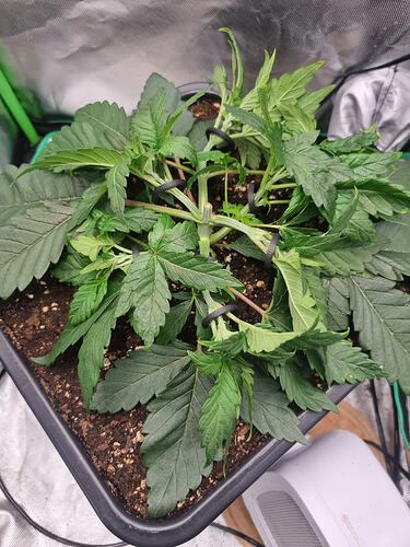 Growreport Bild 2