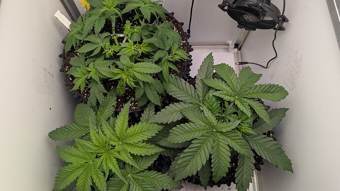 PXL_20250409_140913999.MP