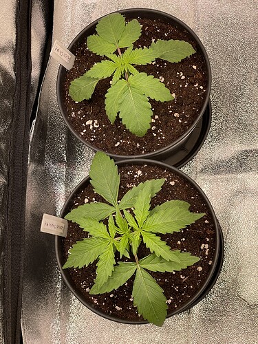 Growreport Bild 13