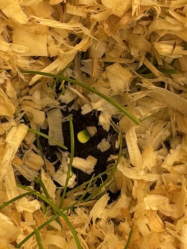 Growreport Bild 2