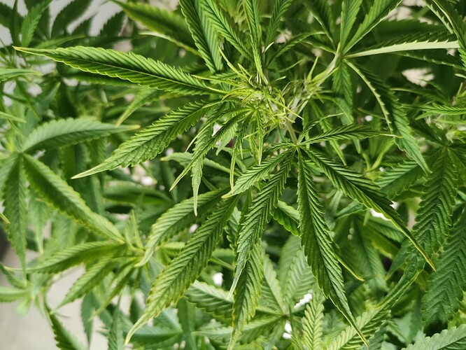 Growreport Bild 2