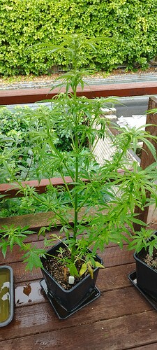 Growreport Bild 10