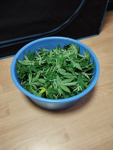 IMG_20250123_165603 - Kopie