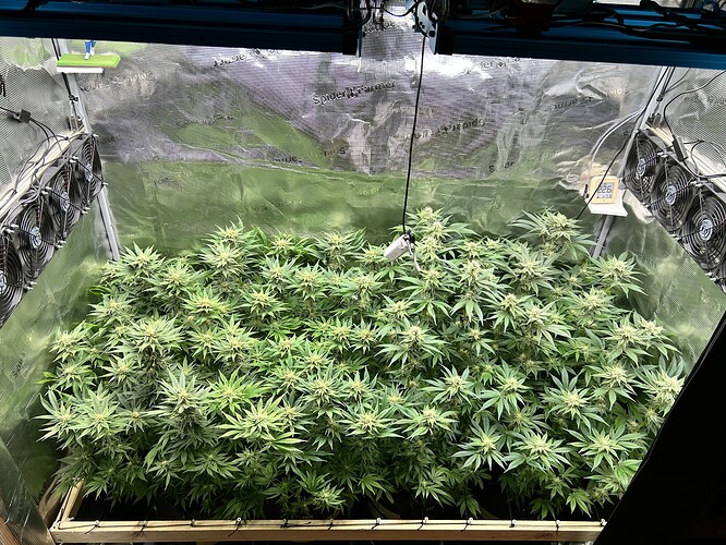 Eine Growbox mit vielen blühenden Cannabispflanzen, beleuchtet von einer Deckenlampe. An den Seitenwänden sind mehrere Ventilatoren angebracht.