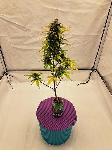 Growreport Bild 39