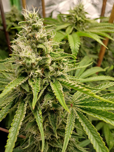Growreport Bild 9