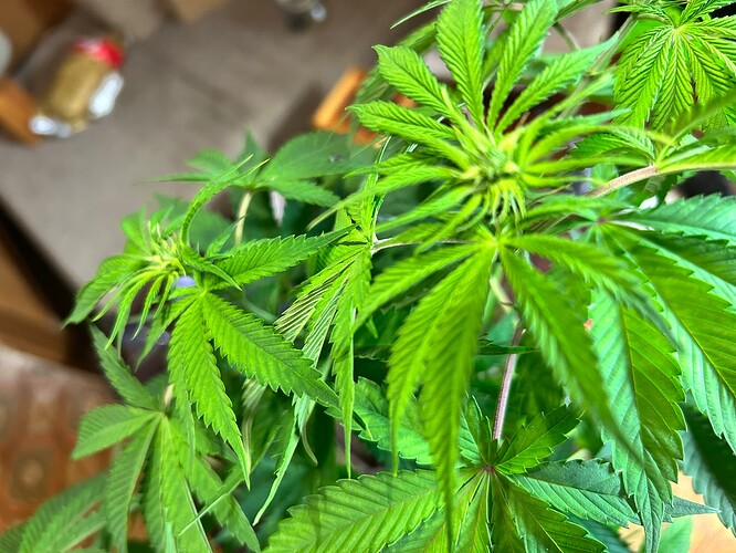 Growreport Bild 10