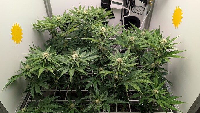 Growreport Bild 1
