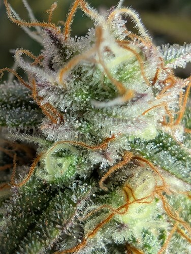 Growreport Bild 3