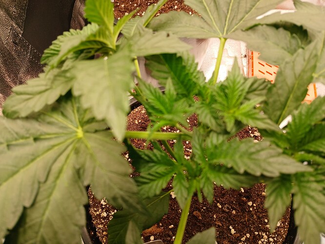 Growreport Bild 14