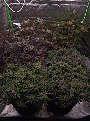 Growreport Bild 4