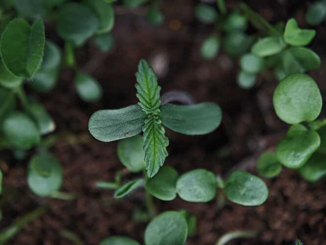 Growreport Bild 9