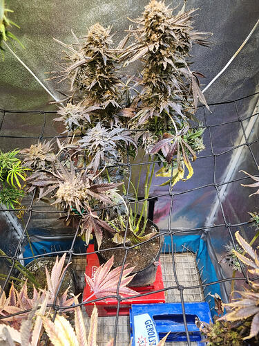 Zwei große, reife Cannabis-Pflanzen mit dichten, violett-braunen Blütenständen, die von einem Netz gehalten werden. Im Vordergrund sind weitere Pflanzenblätter und im Hintergrund ein Grow-Zelt zu sehen.