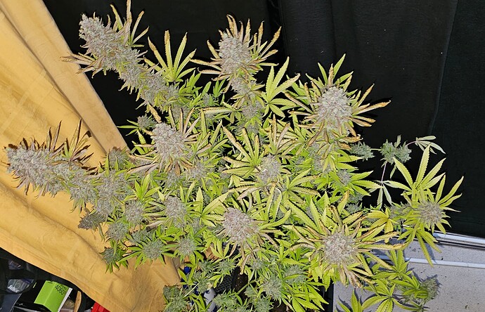 Growreport Bild 45