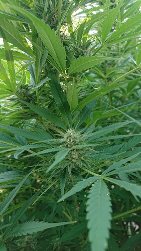 Growreport Bild 5