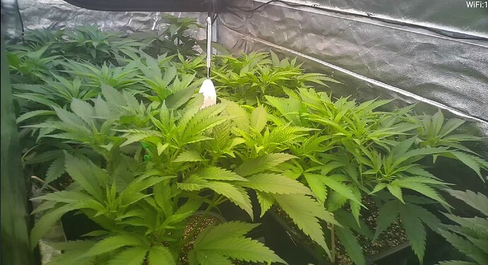 Growreport Bild 9