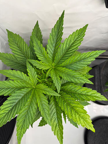 Growreport Bild 28