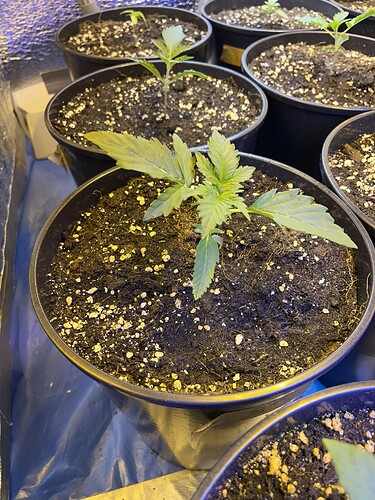 Growreport Bild 3