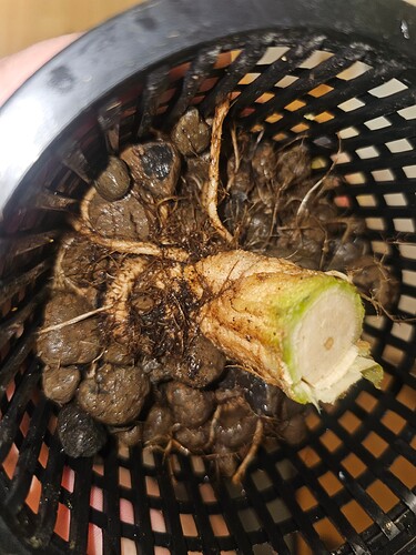 Growreport Bild 33