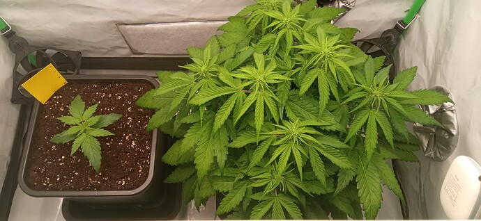 Growreport Bild 1