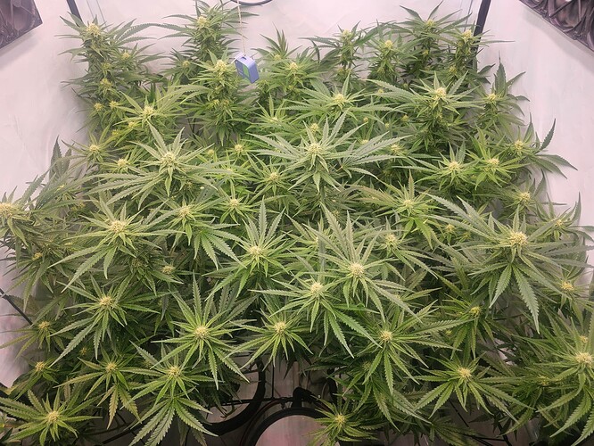 Growreport Bild 7