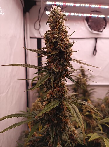Growreport Bild 19