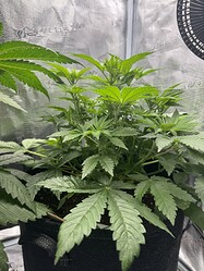 Growreport Bild 6