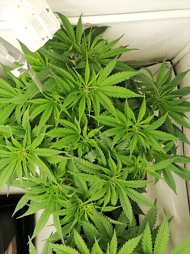 Growreport Bild 27