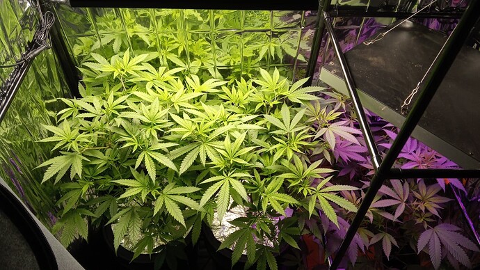 Growreport Bild 4