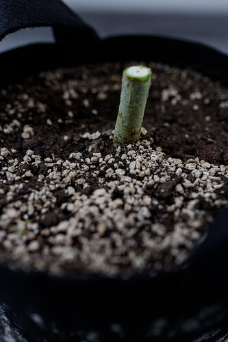 Growreport Bild 1