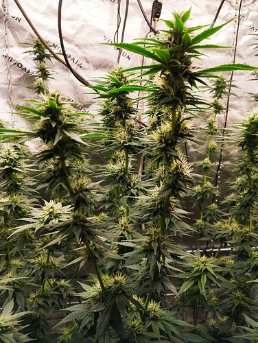Growreport Bild 7
